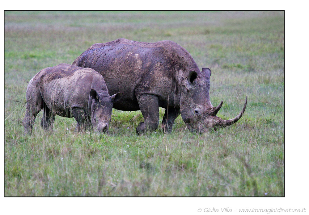 Rinoceronte bianco - Ceratotherium simum